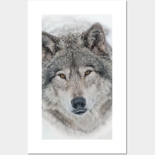 Timber Wolf Posters and Art